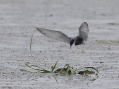 クロハラアジサシ