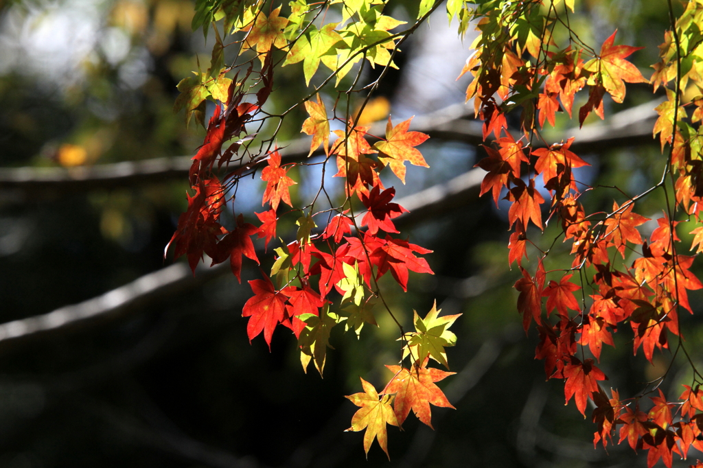 紅葉