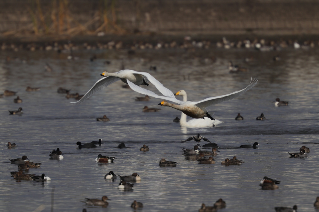 オオハクチョウ