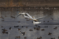 オオハクチョウ