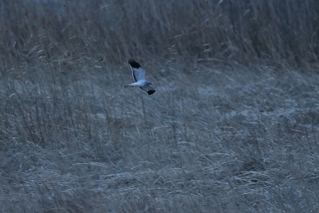ハイイロチュウヒ