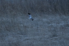 ハイイロチュウヒ