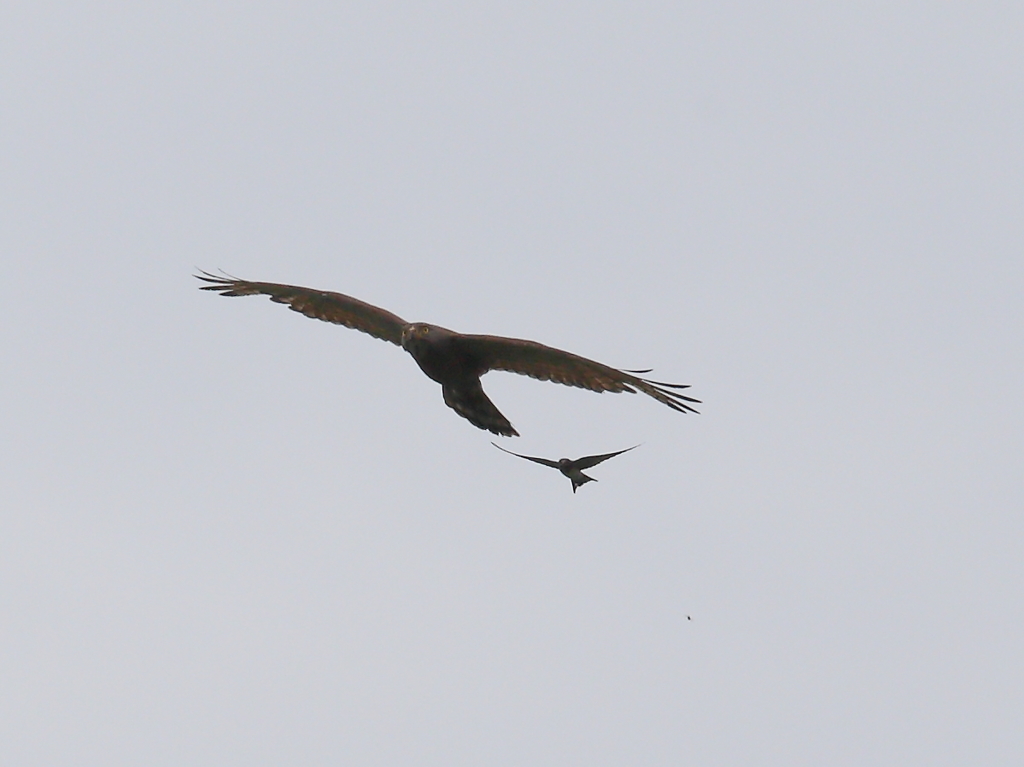 サシバとツバメ