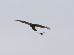 サシバとツバメ