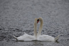 コブハクチョウ