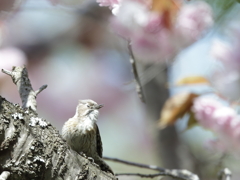 桜ゲラ