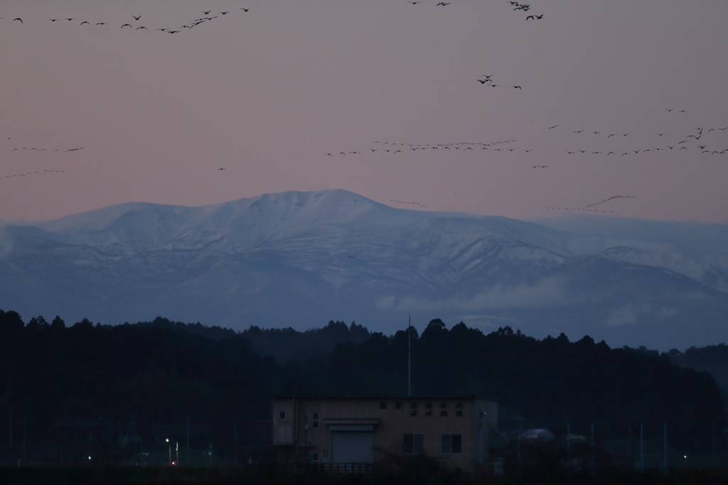 塒（ねぐら）に戻る