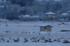 雪原のハクガン