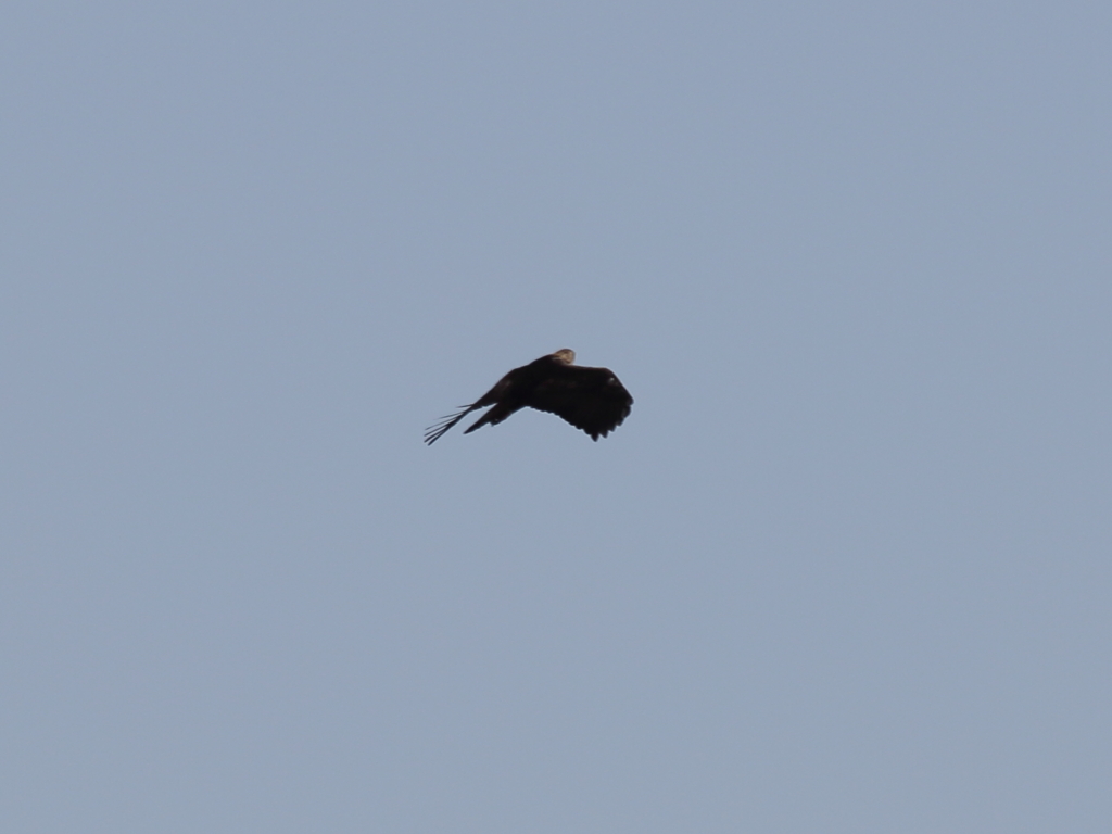 イヌワシ波状飛行⑤