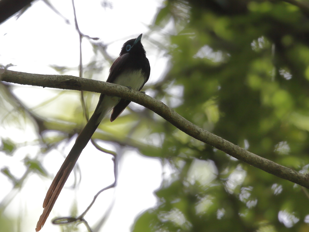 サンコウチョウ