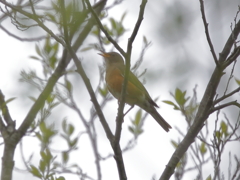 アカハラ