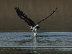 大沼の野鳥