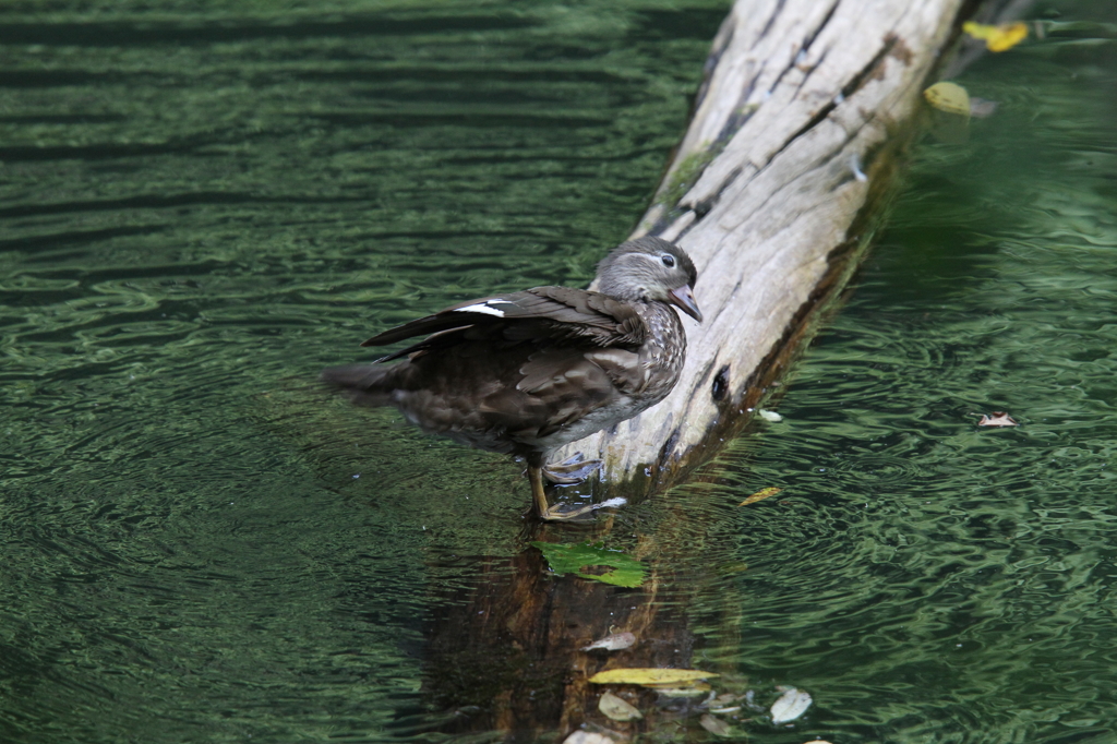 ハイ・ポーズ・・・^^。