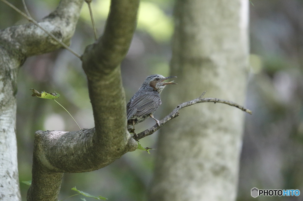 森の中も暑いぜ