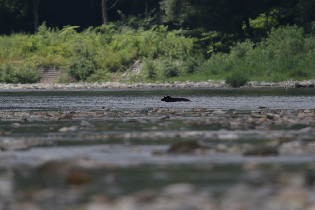 向こう岸から泳いでくるのは？