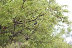 カワセミ物語⑤