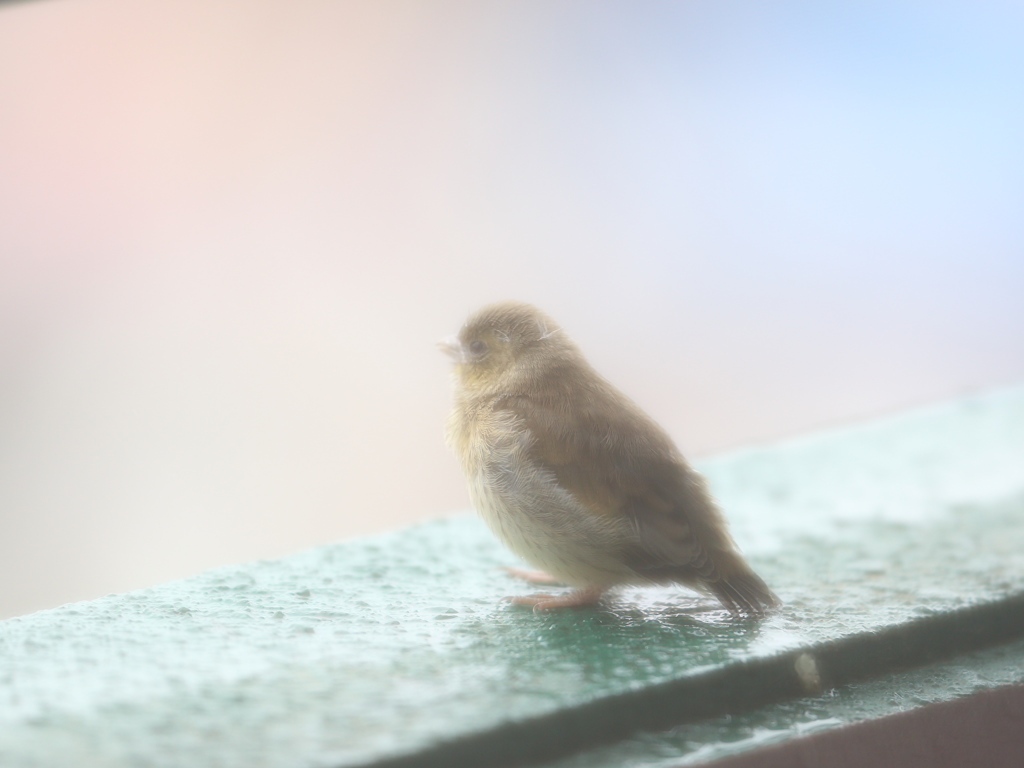 雨の訪問者(マヒワ）
