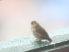 雨の訪問者(マヒワ）