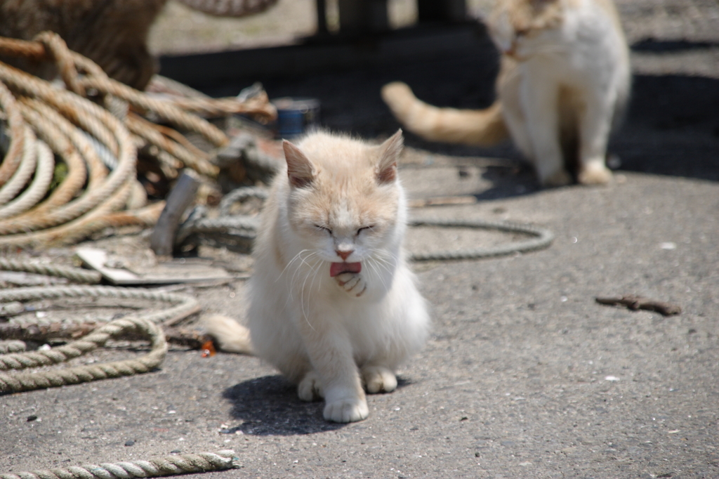 ごちそうさま。