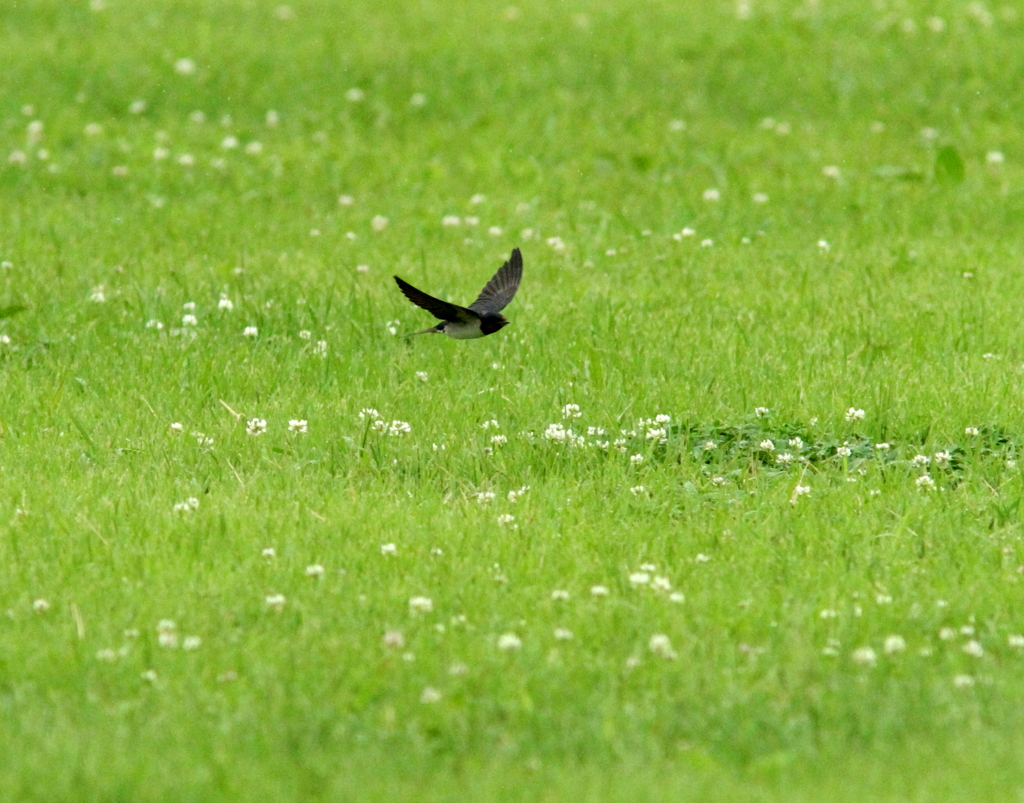雨のツバメ