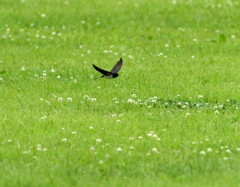 雨のツバメ