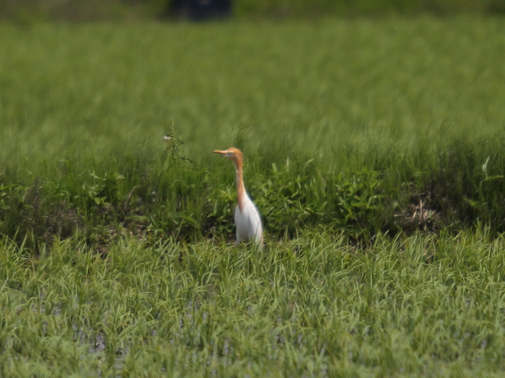 アマサギ