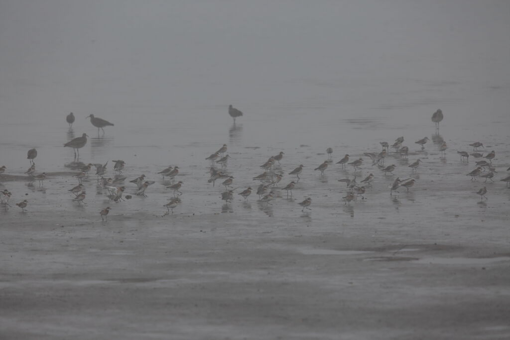 鳥の海