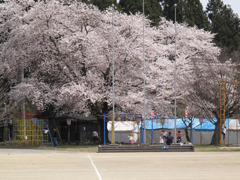 桜の木の下で