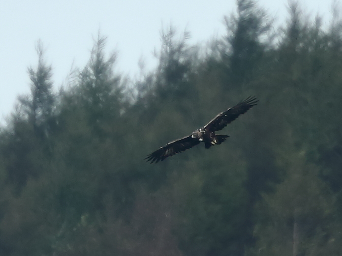 ゴールデンイーグル