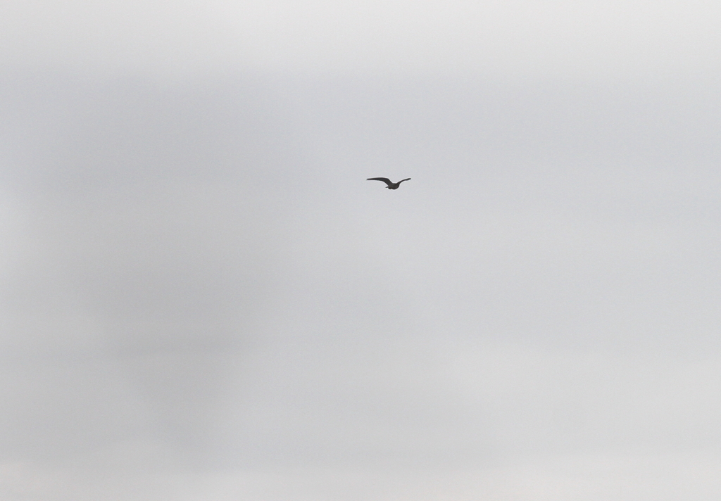 ハヤブサの狩①