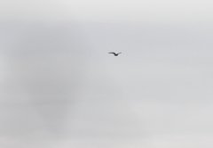 ハヤブサの狩①