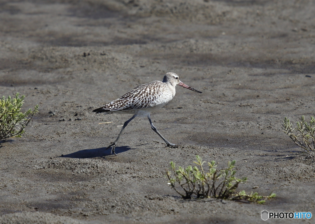 オオソリハシシギ
