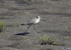 オオソリハシシギ