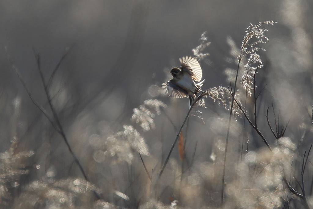 葦原の野鳥
