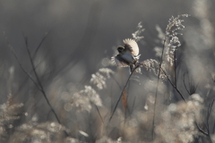 葦原の野鳥