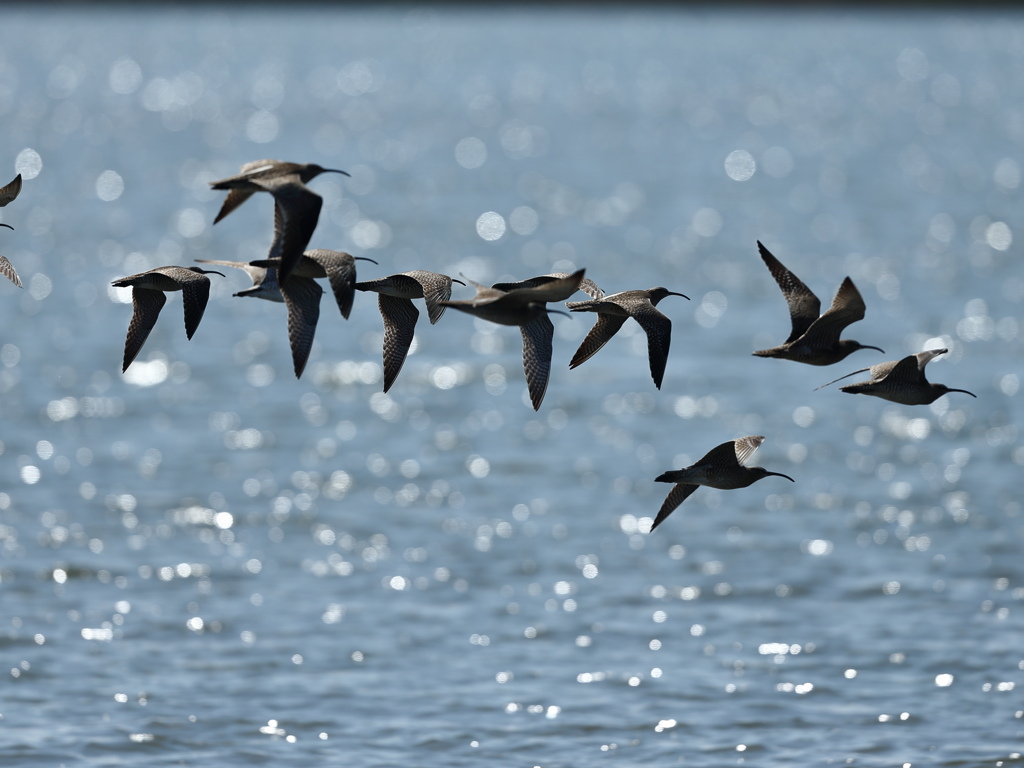 チュウシャクシギ