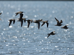 チュウシャクシギ