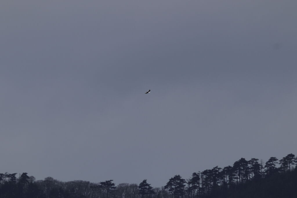 オオワシsoaring（帆翔）