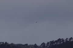 オオワシsoaring（帆翔）