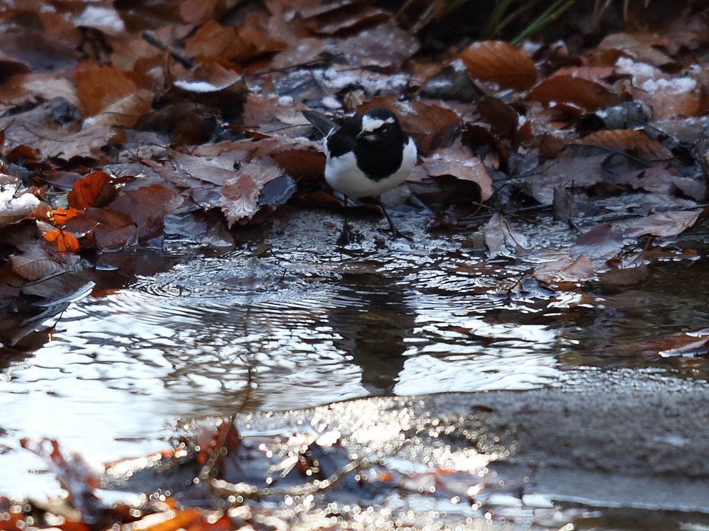 セグロセキレイ