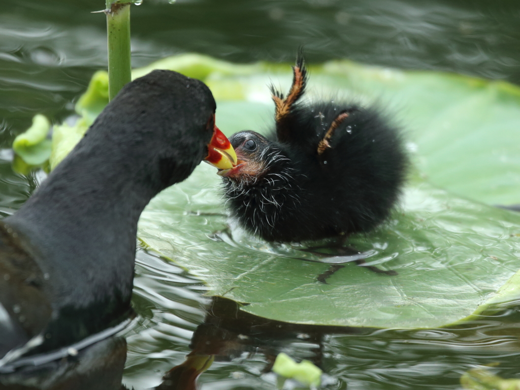 大沼の野鳥