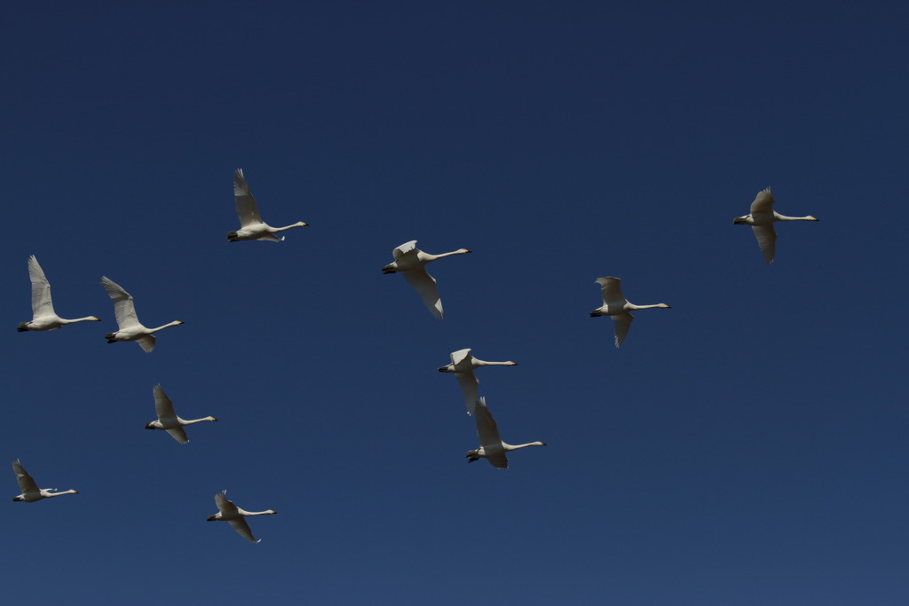 オオハクチョウ