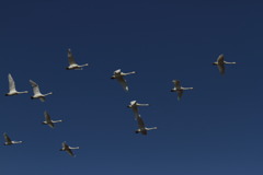 オオハクチョウ