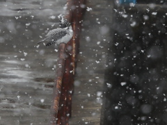 雪が降ってきた