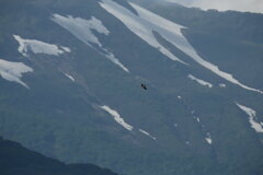 トビが飛び回る