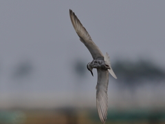 クロハラアジサシ