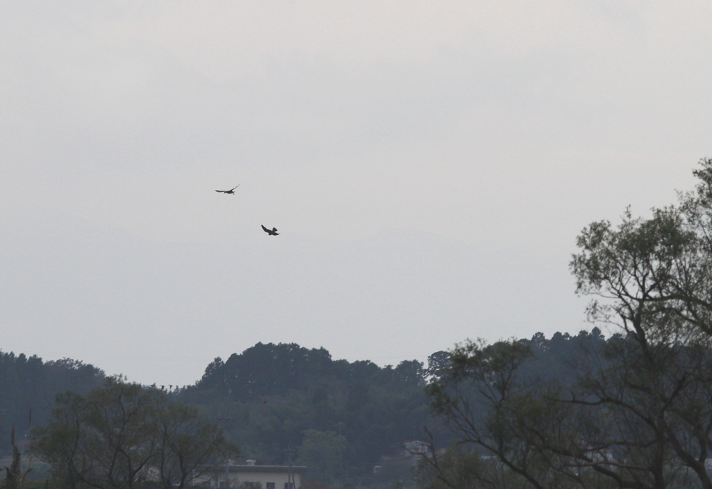 ハヤブサの狩④