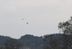 ハヤブサの狩④