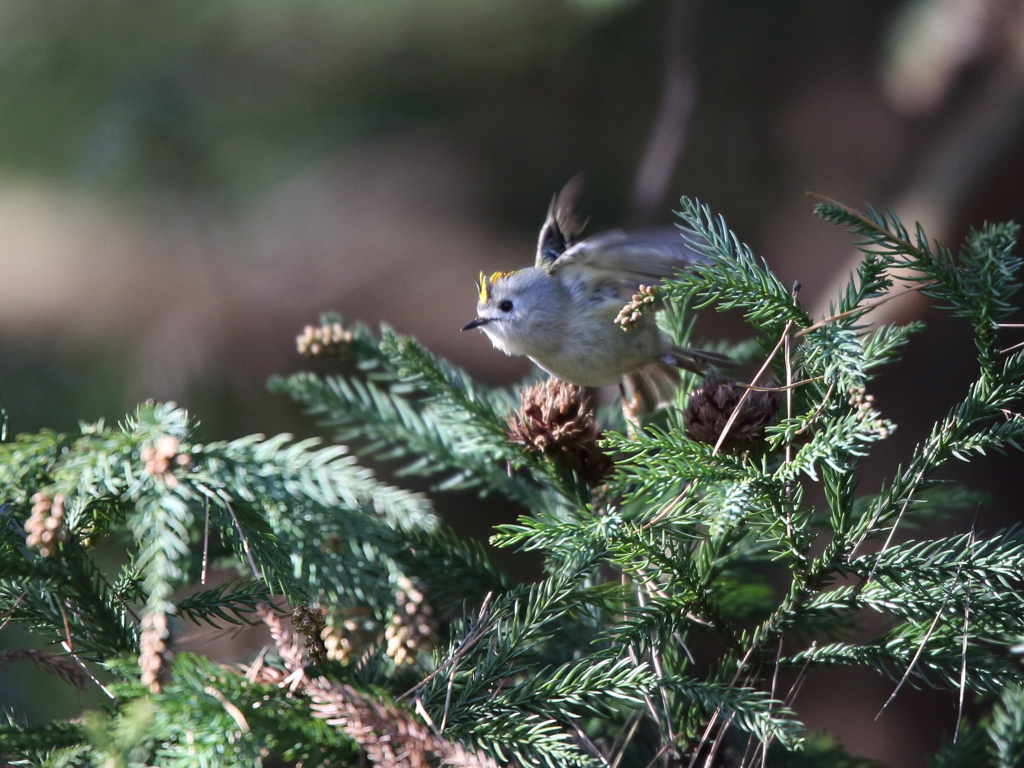 黄色い冠羽をなびかせて