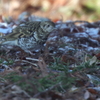 トラツグミ